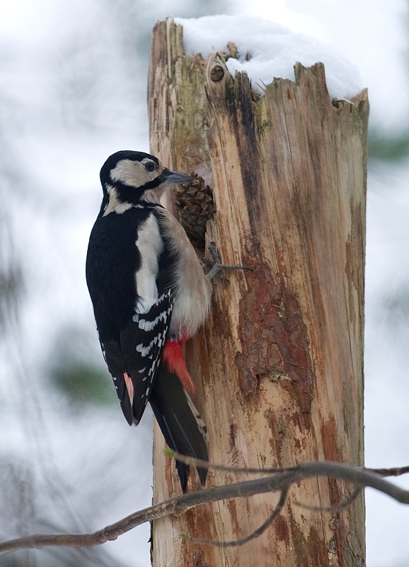 Flaggspett - Great Spotted Woodpecker (Dendrocopos major) female.jpg